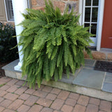 5 Lady Fern Rhizomes Plant, Fern Roots for Planting, Hardy Perennial Shade Garden Flowers
