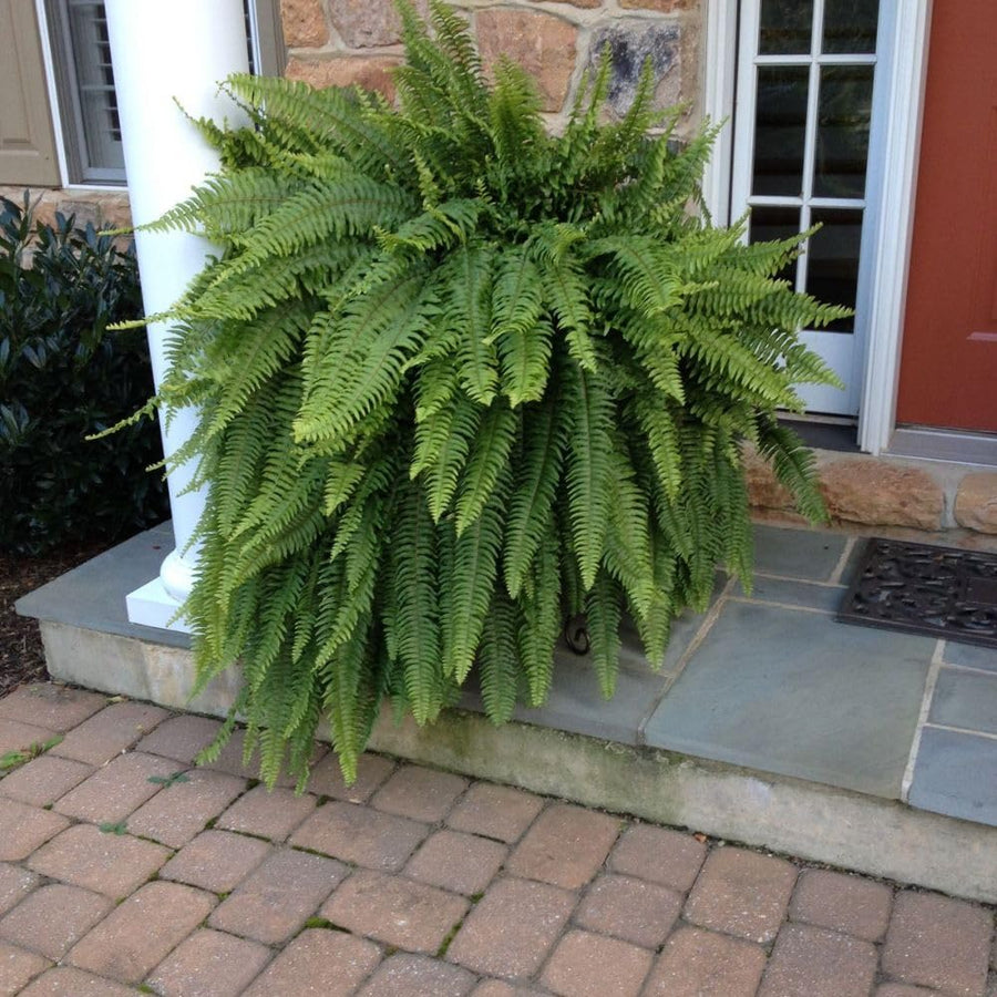 5 Lady Fern Rhizomes Plant, Fern Roots for Planting, Hardy Perennial Shade Garden Flowers
