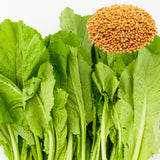 Set 1000 Florida Mustard Seeds for Planting, Green Broadleaf Mustard Seed, Fresh and Fast Growing for Vegetable Garden