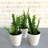 Fishbone Cactus Live Plant in Pot, Starter Epiphyllum Cactus for Hanging Basket Succulents Plant Live, 6-7" Tall in 2" Pot Houseplant Trailing Indoor