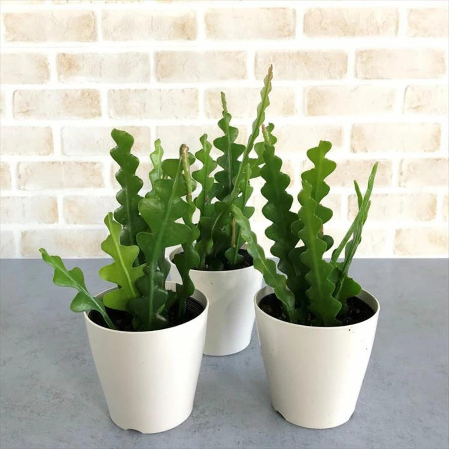 Fishbone Cactus Live Plant in Pot, Starter Epiphyllum Cactus for Hanging Basket Succulents Plant Live, 6-7" Tall in 2" Pot Houseplant Trailing Indoor