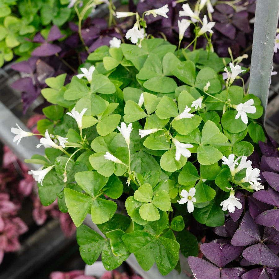 Green Oxalis Shamrock Plant, in 3.5" Pot, Hardy Perennial for Indoor Outdoor Growing