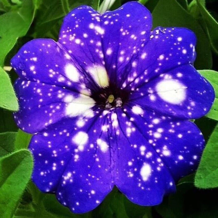 2 Night Petunia Plants Live, Vibrant Flowering Seedlings, 5-9 Inches Tall for Outdoor Spaces, Petunia Flowers