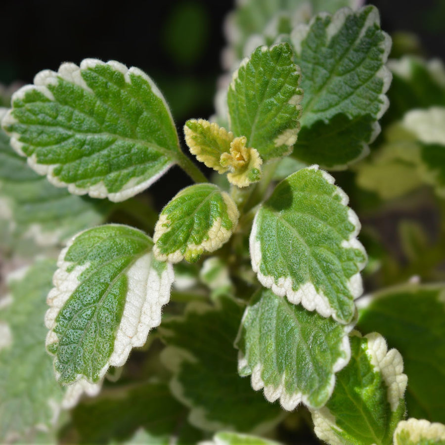 1 Swedish Ivy Plant Live for Planting - Swedish Ivy Mint Seedlings - 4-9 Inch Tall, in 3" Pot