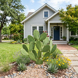 Thornless Prickly Pear Cactus Plants Live, Potted Prickly Pear Cactus Plant, 4-6 Inc Tall, Easy Care Succulent Plants for Indoor Outdoor Garden Growing