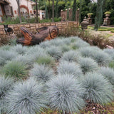 Festuca Blue Fescue Ornamental Grasses Live Plants Perennial, 5-8" Tall, Live Grass Plant for Planting