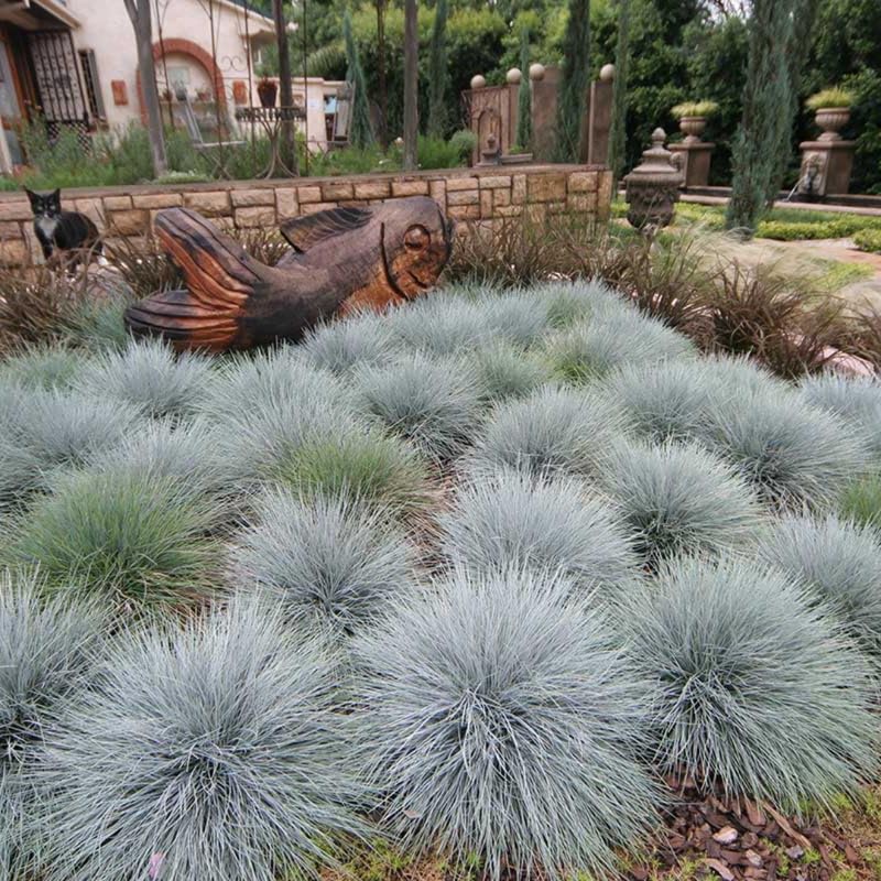 Festuca Blue Fescue Ornamental Grasses Live Plants Perennial, 5-8" Tall, Live Grass Plant for Planting