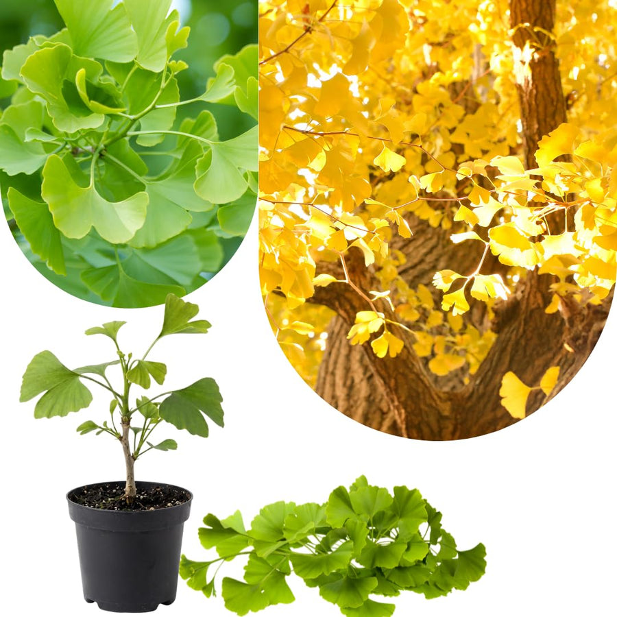 Yellow Ginkgo Tree Live Plant, Ginkgo Tree, 4–6 Inches Tall in Pot, Cold Hardy, Well-Rooted, Ready to Grow for Garden Planting