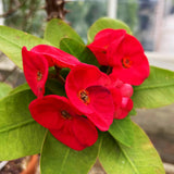Crown of Thorns Plant, Euphorbia Milii Plant Live, Crown of Thorns Cactus Plant 4 to 7 Inches Height No Pot, Live Cactus Plant Indoor (Red)