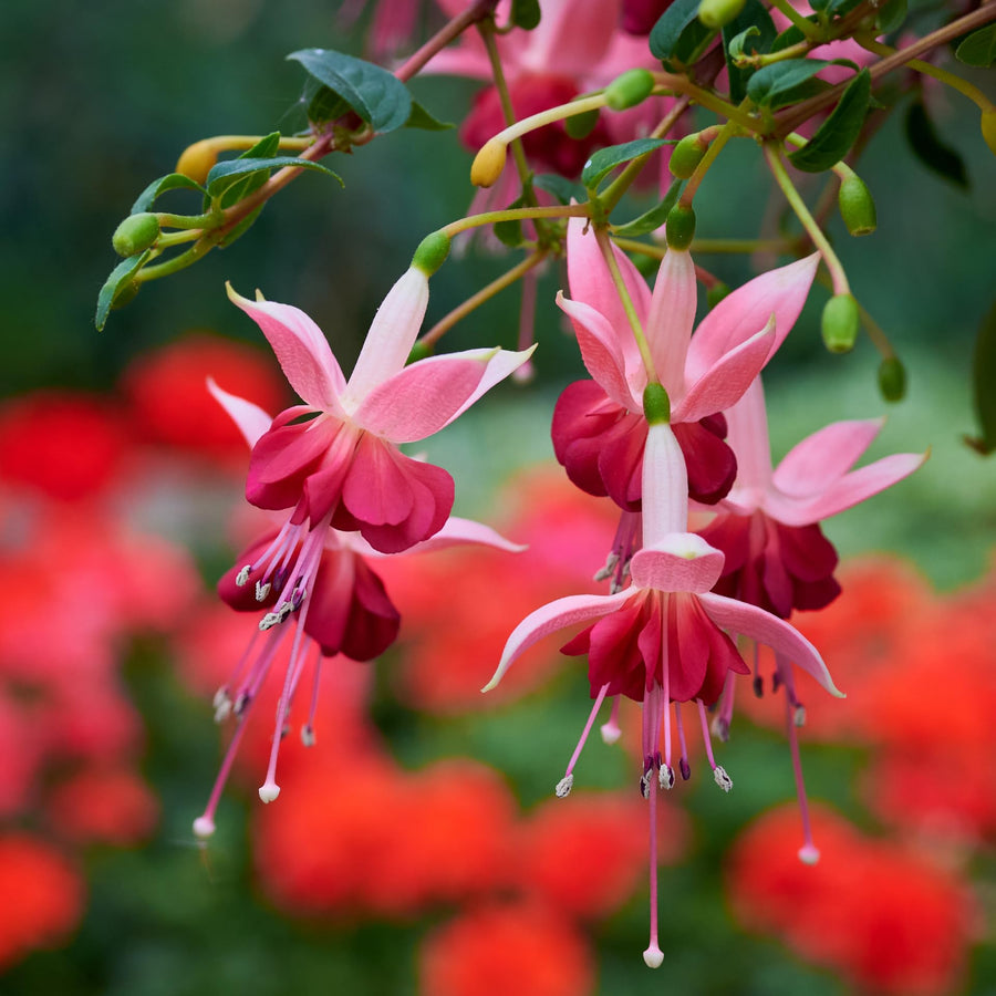 Fuchsia Plant, 3 to 4 Inch Tall Fuchsia Plants Live, Hanging Fuchsias Plants Well Rooted for Planting, Hardy Fuchsias Live Plants, Perennial, Colorful Flowers (Dark Pink Flowers)