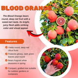 Blood Orange Citrus Plant Live, Blood Orange Plant Live, Grafted Citrus Tree, Fruit Tree, 2 to 3 Feet Tall for Outdoor Gardening