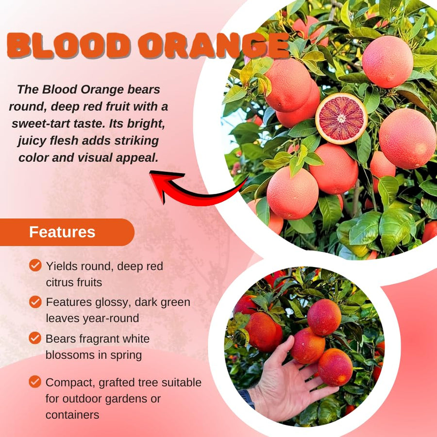 Blood Orange Citrus Plant Live, Blood Orange Plant Live, Grafted Citrus Tree, Fruit Tree, 2 to 3 Feet Tall for Outdoor Gardening