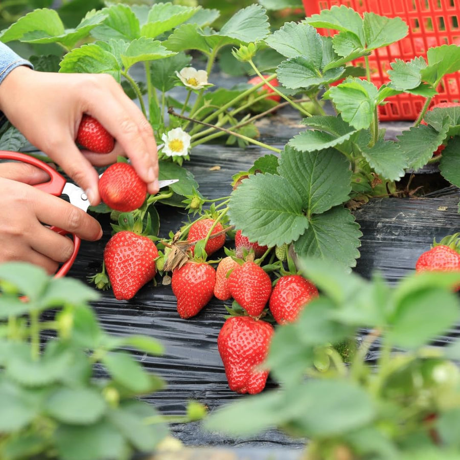 Set 3 Everbearing Strawberry Plants, Well Rooted, Live Strawberry Plants for Outdoor Growing