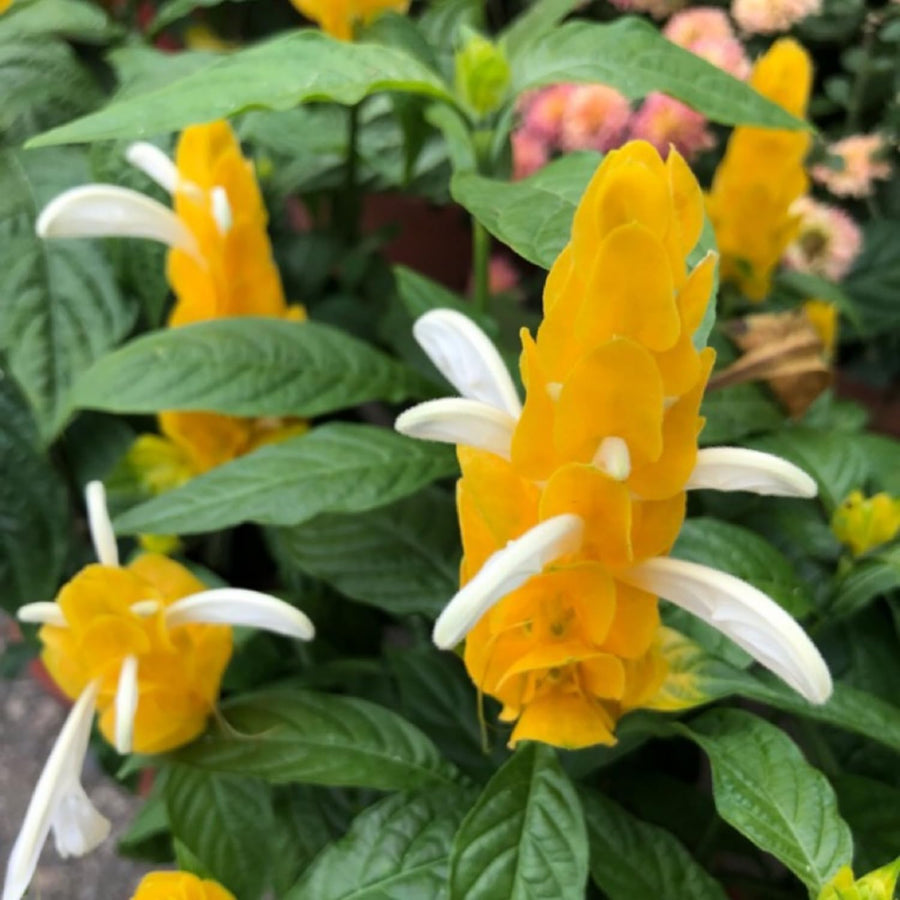 2 Golden Shrimp Plants Live, No Pot, Live Shrimp Plants, 3 to 5 Inc Tall, Shrimp Plant Pot, Shrimp Live Plants for Garden Planting
