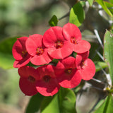 Crown of Thorns Plant, Euphorbia Milii Plant Live, Crown of Thorns Cactus Plant 4 to 7 Inches Height No Pot, Live Cactus Plant Indoor (Red)