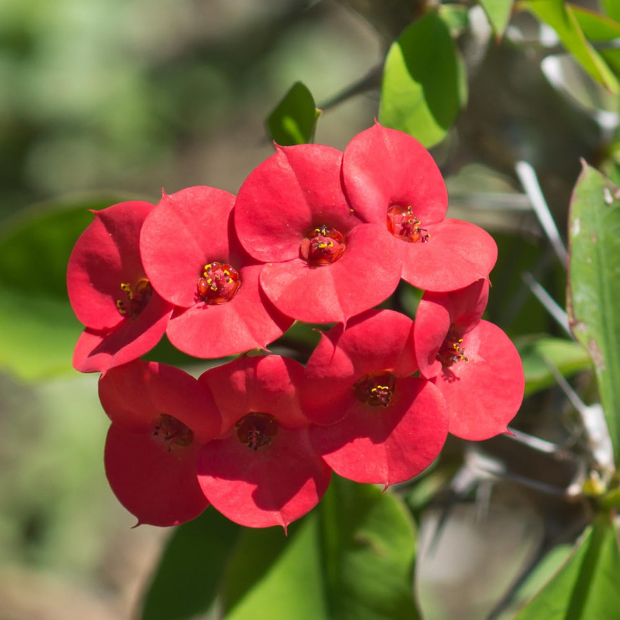 Crown of Thorns Plant, Euphorbia Milii Plant Live, Crown of Thorns Cactus Plant 4 to 7 Inches Height No Pot, Live Cactus Plant Indoor (Red)