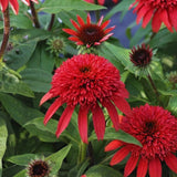 100 Coneflower Seeds for Planting, Double Red Coneflower Flower Seeds, Outdoor Indoor Garden Planting