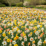 Set of 10 Daffodil Bulbs, Mixed Color Flower, Spring Blooming Flower Bulbs for Outdoor Growing