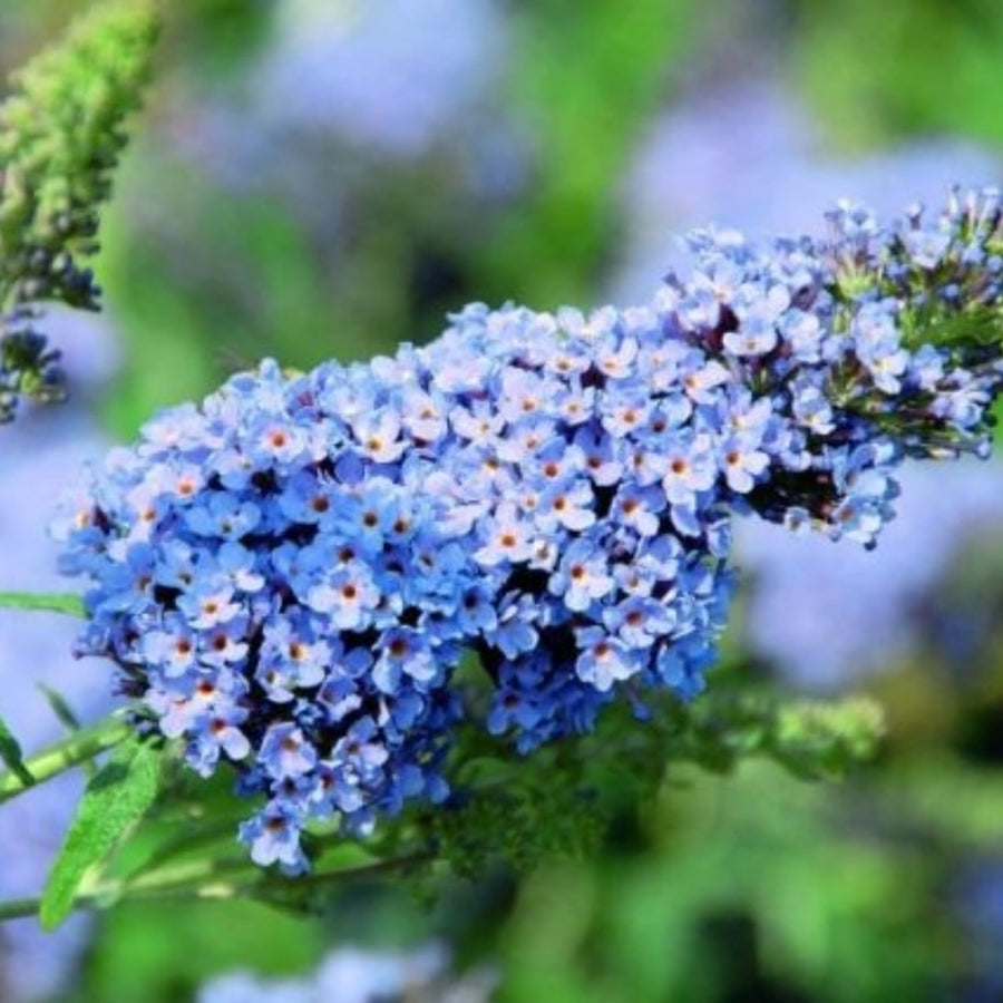 2 Butterfly Bush Shrubs Live Plants, Light Blue Butterfly Bush Plants Trees Flower Shrub for Planting Garden Indoor Outdoor