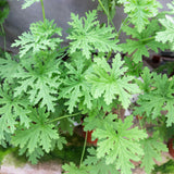 2PPP Citronella Live Plant, Citronella Herb Plant, 4-6 Inches Tall, Plant for Containers, Patios and Garden Growing