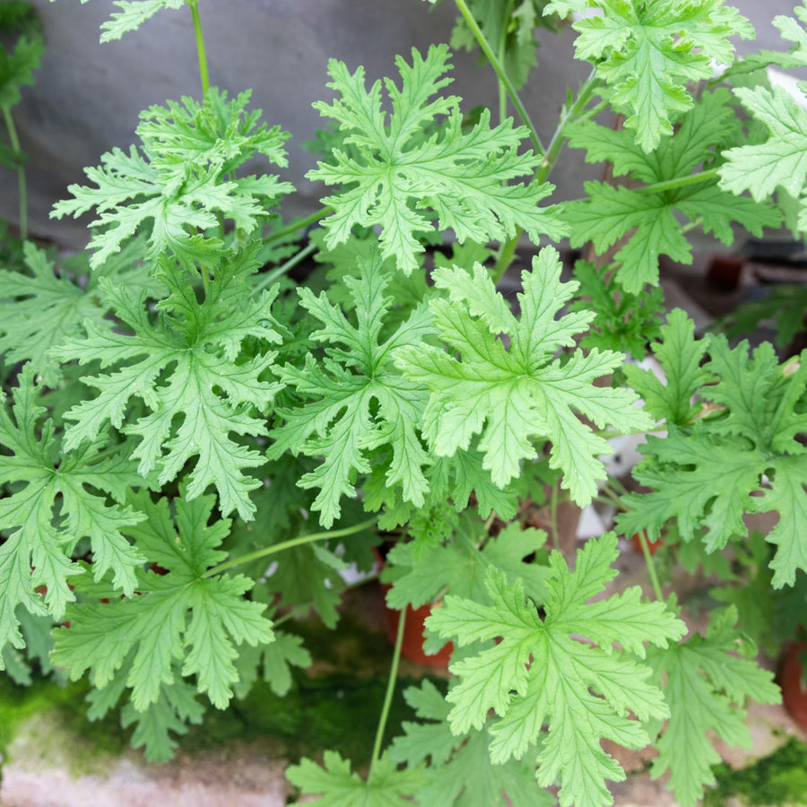 2PPP Citronella Live Plant, Citronella Herb Plant, 4-6 Inches Tall, Plant for Containers, Patios and Garden Growing