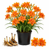 3 Double Orange Daylily Bulbs for Planting, Reblooming Daylilies Roots, Hardy Perennial Flowers Bulbs, Gardens and Borders Planting