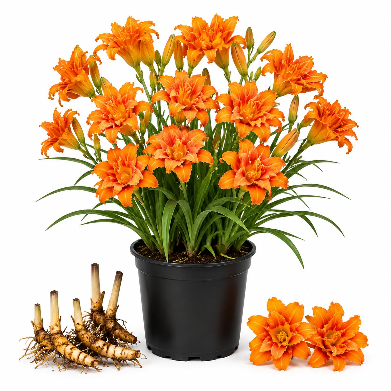 3 Double Orange Daylily Bulbs for Planting, Reblooming Daylilies Roots, Hardy Perennial Flowers Bulbs, Gardens and Borders Planting