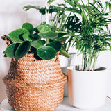 Pilea Peperomioides Live Plant, Money Plant, 3 Inch Pot for Indoor or Outdoor Growing