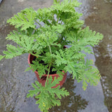 2 Live Citronella Plants for Outside, Citronella Geranium Plants Live, 4 to 6 Inc Tall