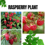 Red Raspberry Plants Live for Planting, Raspberry Bushes Live Plant 5-9" Large Size 9 Months Old Seedling