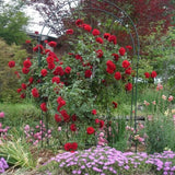 Don Juan Rose Live Plant, Don Juan Climbing Rose Plant Live, Donjuan Climber Plant for Planting, No Leaf, Trim Back, Well Rooted, Bare Root