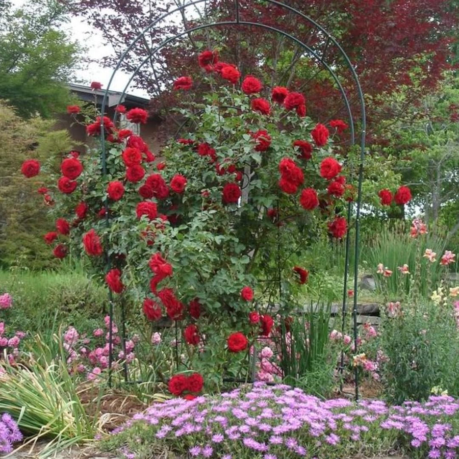 Don Juan Rose Live Plant, Don Juan Climbing Rose Plant Live, Donjuan Climber Plant for Planting, No Leaf, Trim Back, Well Rooted, Bare Root