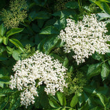 Elderberry Plant, 6-12" Tall in Pot, Black Elderberry Fruit Plants Live for Planting Outdoor Garden