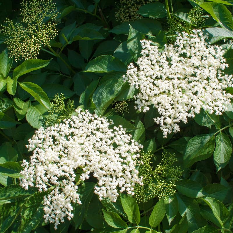 Elderberry Plant, 6-12" Tall in Pot, Black Elderberry Fruit Plants Live for Planting Outdoor Garden
