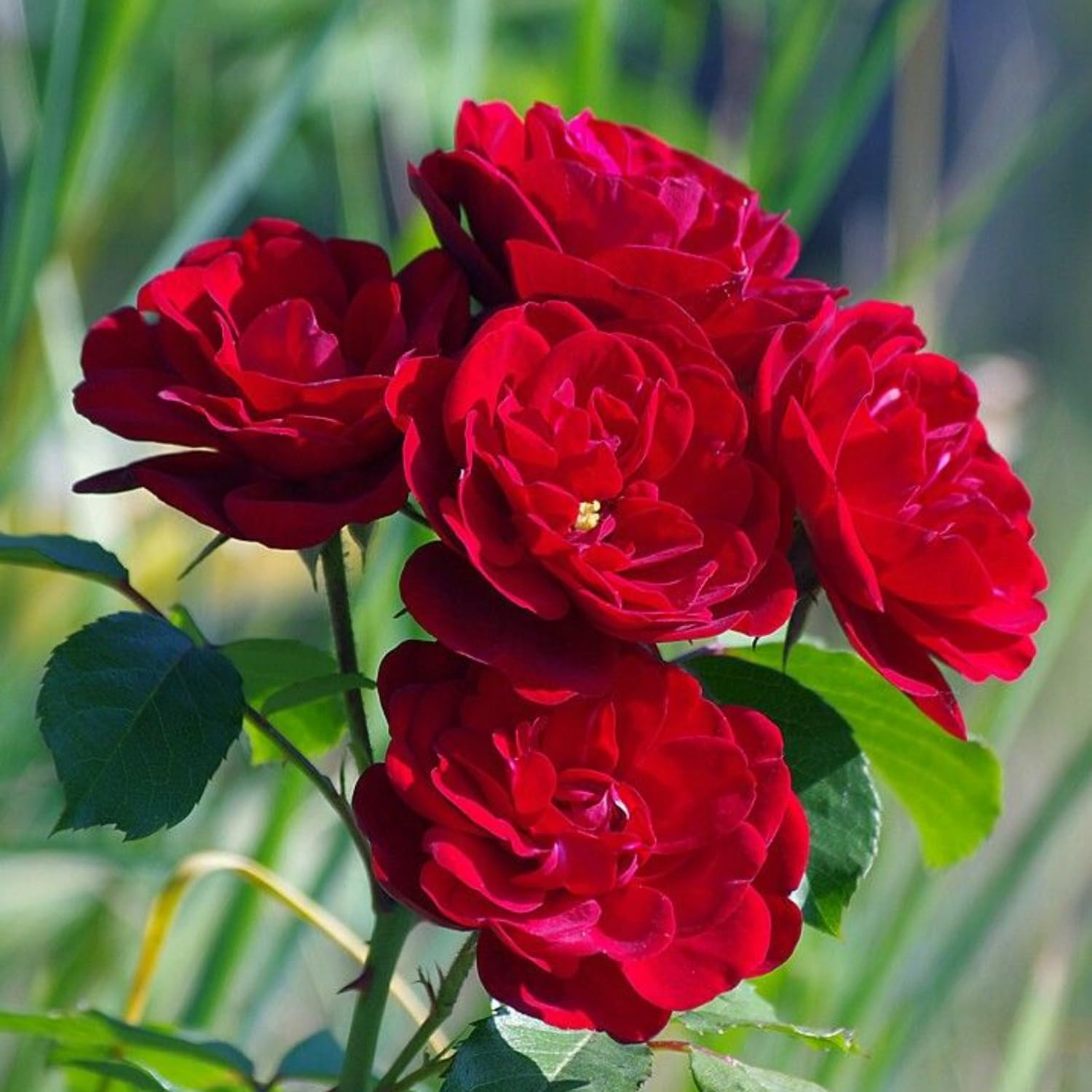 TANKDA Mini Rose Bush, Miniature Rose Flowers in 3'' Pot, Compact Flowering Rose for Indoor Outdoor Gardens and Containers (Red Roses)