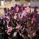Purple Prickly Pear Cactus Plants Live in 3 Inch Pot, Hardy Colorful Cactus Plants, Great for Rock Gardens and Pots