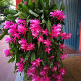 Epiphyllum Orchid Cactus Live Plant, Vibrant Blooming Orchird Cactus in 3.5" Pot, Compact, Cold Hardy, Low Maintenance (Pink Orchid Cactus)
