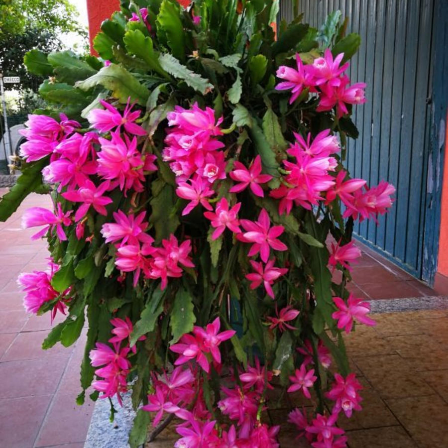 Epiphyllum Orchid Cactus Live Plant, Vibrant Blooming Orchird Cactus in 3.5" Pot, Compact, Cold Hardy, Low Maintenance (Pink Orchid Cactus)