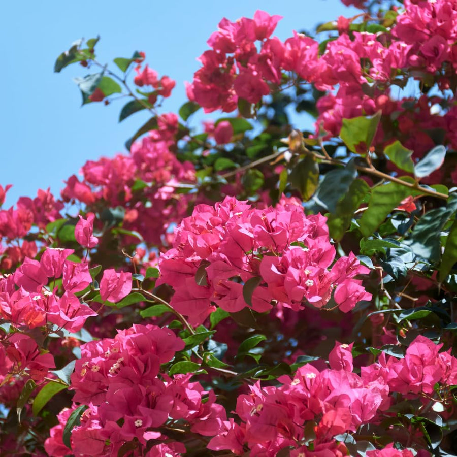 2 Trailing Bougainvillea Plants Live, Hardy Flowering Bougainvillea Plants for Hanging Basket, Container Growing, 4-8 Inches Tall (Pinkish)