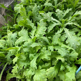 4000 Tan O Chrysanthemum Seeds, Edible Green Seeds, Growing Vegetable for Garden, Containers