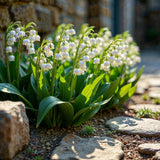 10 Lily of the Valley Bulbs for Planting, Lily of the Valley Roots Gardening
