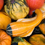 100 Mixed Gourd Seeds for Planting, Assorted Garden Vegetable Seeds, Climbing Vine Plants for Outdoor Garden, Suitable for Trellis Growing