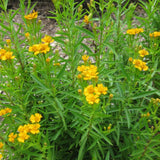 2 Texas Tarragon Live Plants, Texas Tarragon Herb Plant, 4 to 6 Inches Tall, Well Rooted Herb Plants for Growing