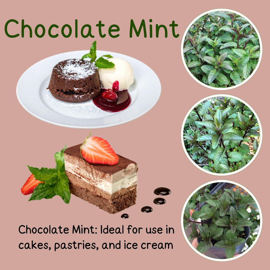 Fresh Chocolate Mint Live Plant in 3.5 Inch Pot, Mint Herb Live Plant for Indoor Outdoor Growing, Spring Planting