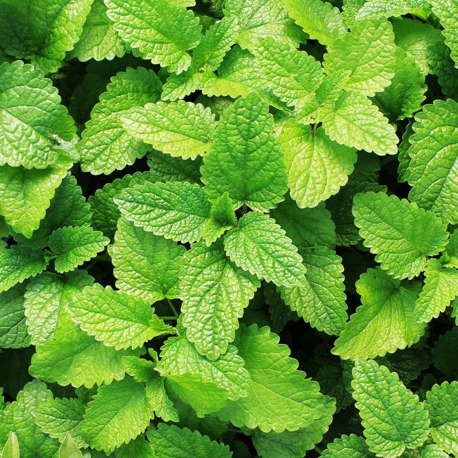 Live Mint Plant in 3.5'' Pot, Herb Plants for Planting Indoor Outdoor, Fragrant, Hardy, Perennial Herbs (Spearmint)