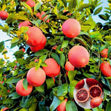 Blood Orange Citrus Plant Live, Blood Orange Plant Live, Grafted Citrus Tree, Fruit Tree, 2 to 3 Feet Tall for Outdoor Gardening
