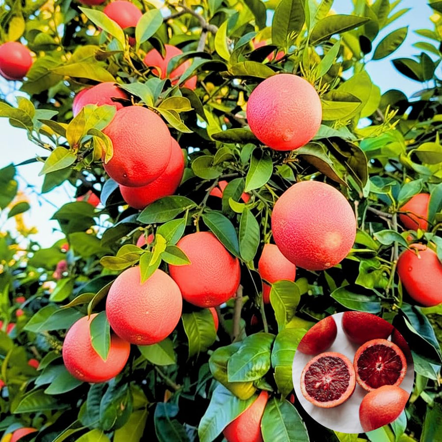 Blood Orange Citrus Plant Live, Blood Orange Plant Live, Grafted Citrus Tree, Fruit Tree, 2 to 3 Feet Tall for Outdoor Gardening