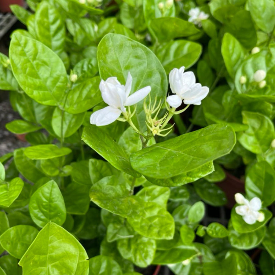 Arabian Jasmine Plant Live, Maid of Orleans Sambac Jasmine Live Plants Climbing Vine Indoor Outdoor Fragrant Flower Garden Planting