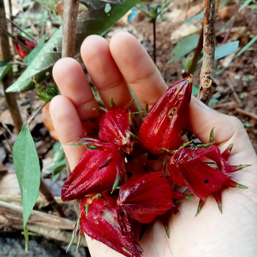 Pack of 50 Roselle Seeds, Hibiscus Sabdariffa Seeds, Herbal Hibiscus Seeds for Outdoor Garden