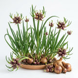 Set of 10 Egyptian Walking Onion Bulbs, Walking Onion Perennial Vegetable